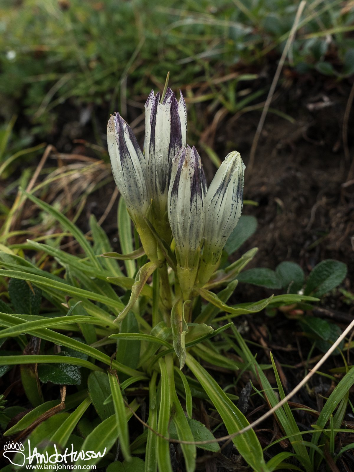 Whitish Gentian (Gentiana algida), Denali National Park, Eilson Visitor Center, Alaska