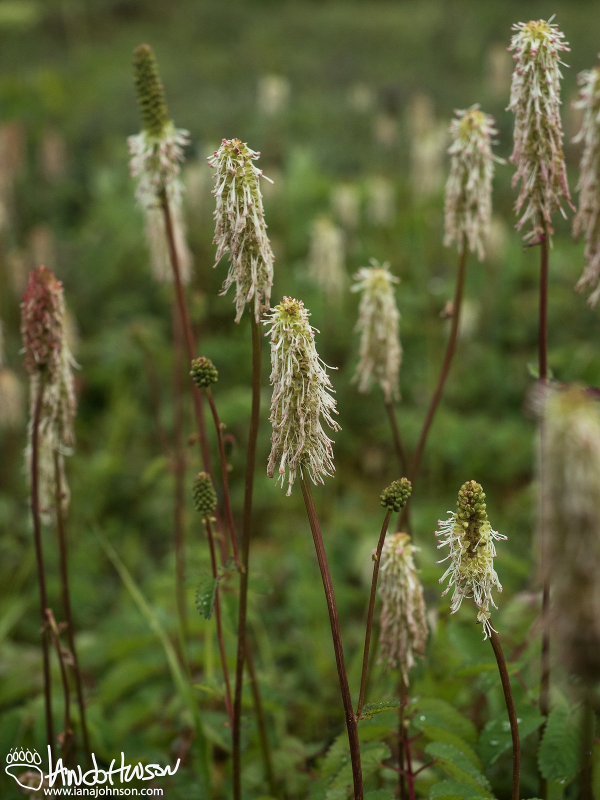 Sitka Burnet (Sanguisorba stipulata), Denali National Park, Alaska