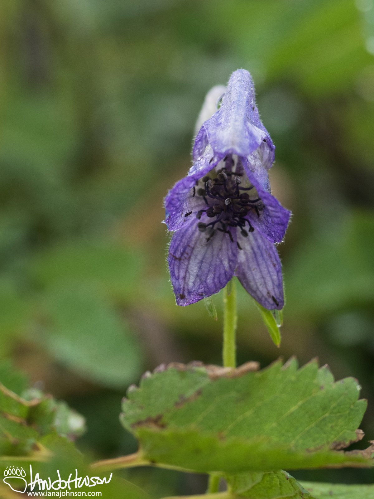 Monkshood (Aconitum), Denali National Park, Alaska