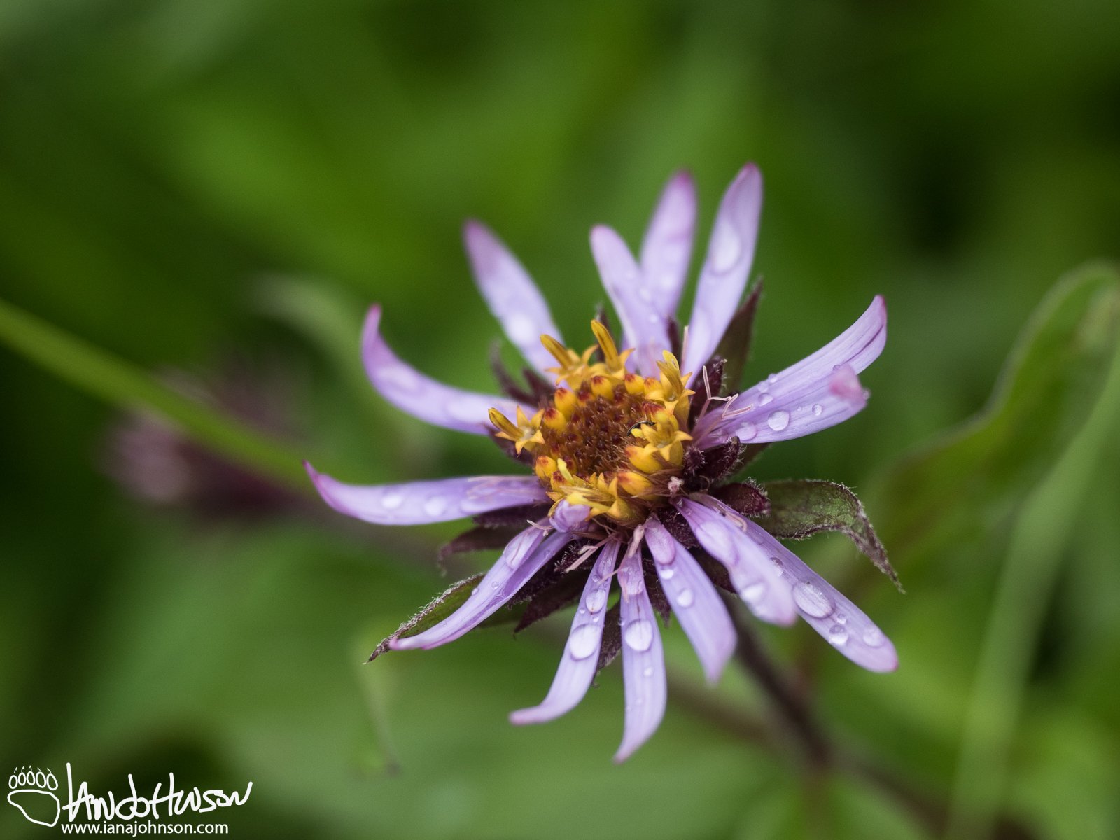 Purple Aster (Aster spp), Denali National Park, Alaska