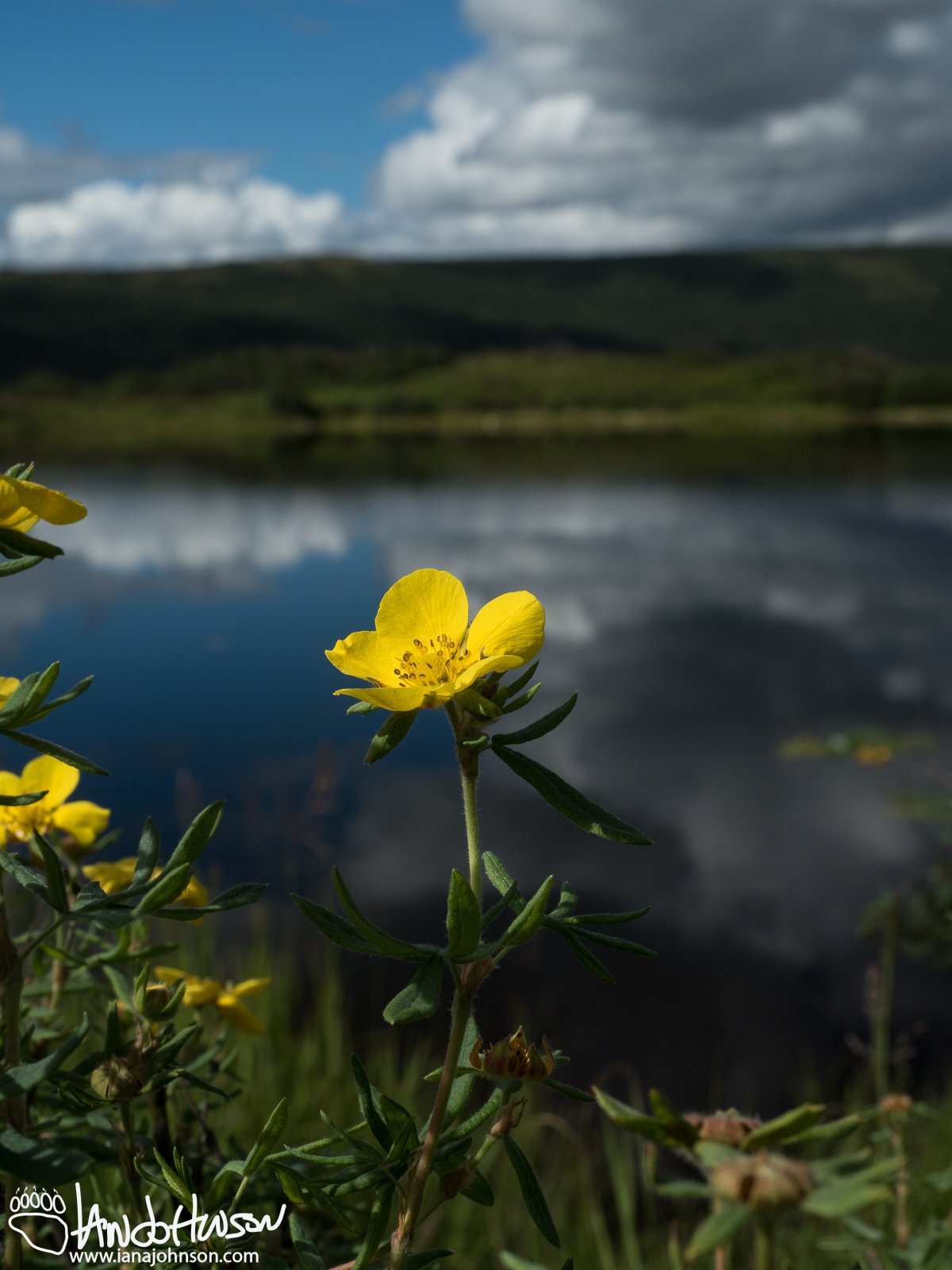 Potentilla (Potentilla spp), Denali National Park, Alaska