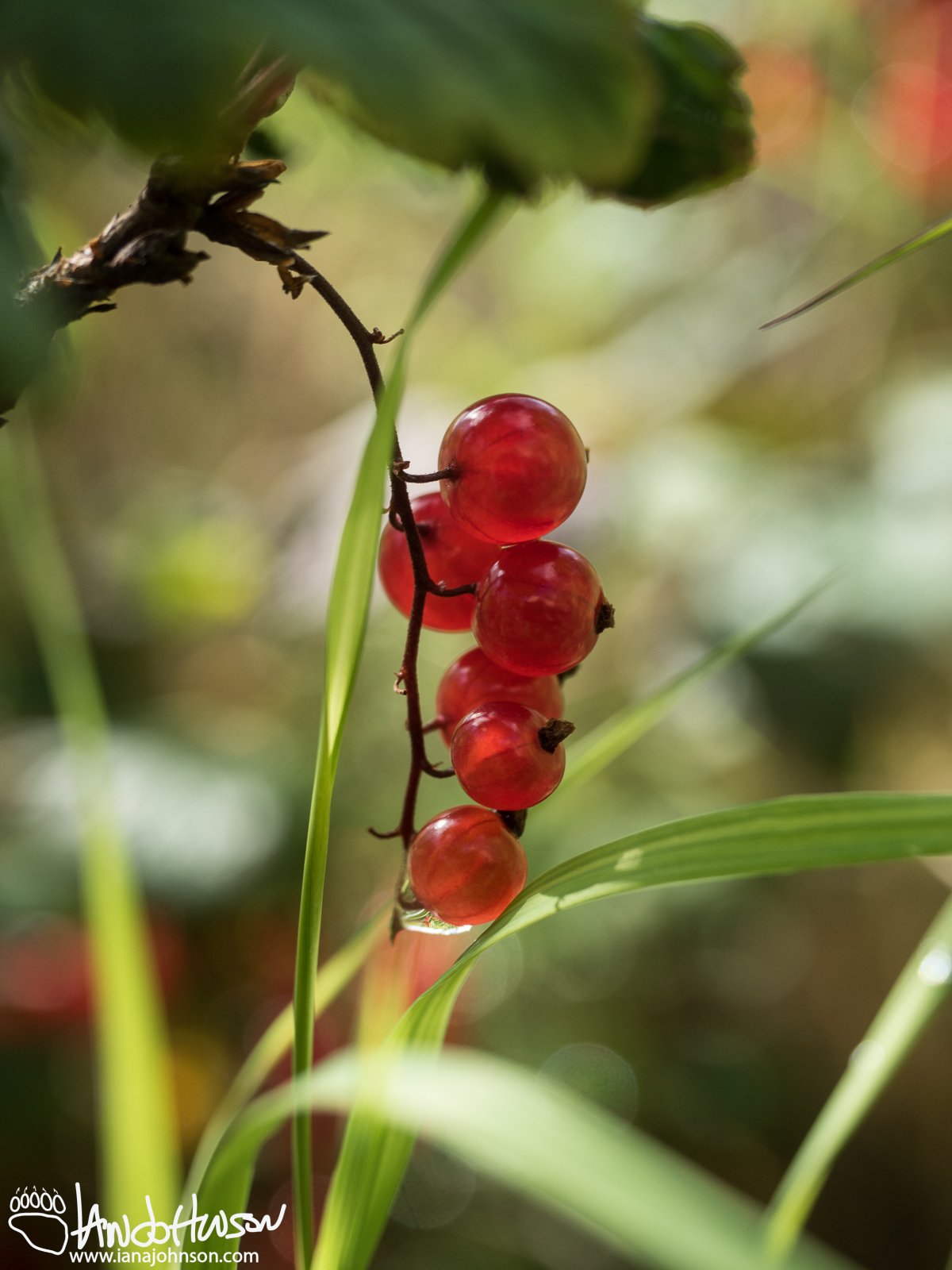 High-bush Cranberry (Vibrunum edule), Denali National Park, Alaska