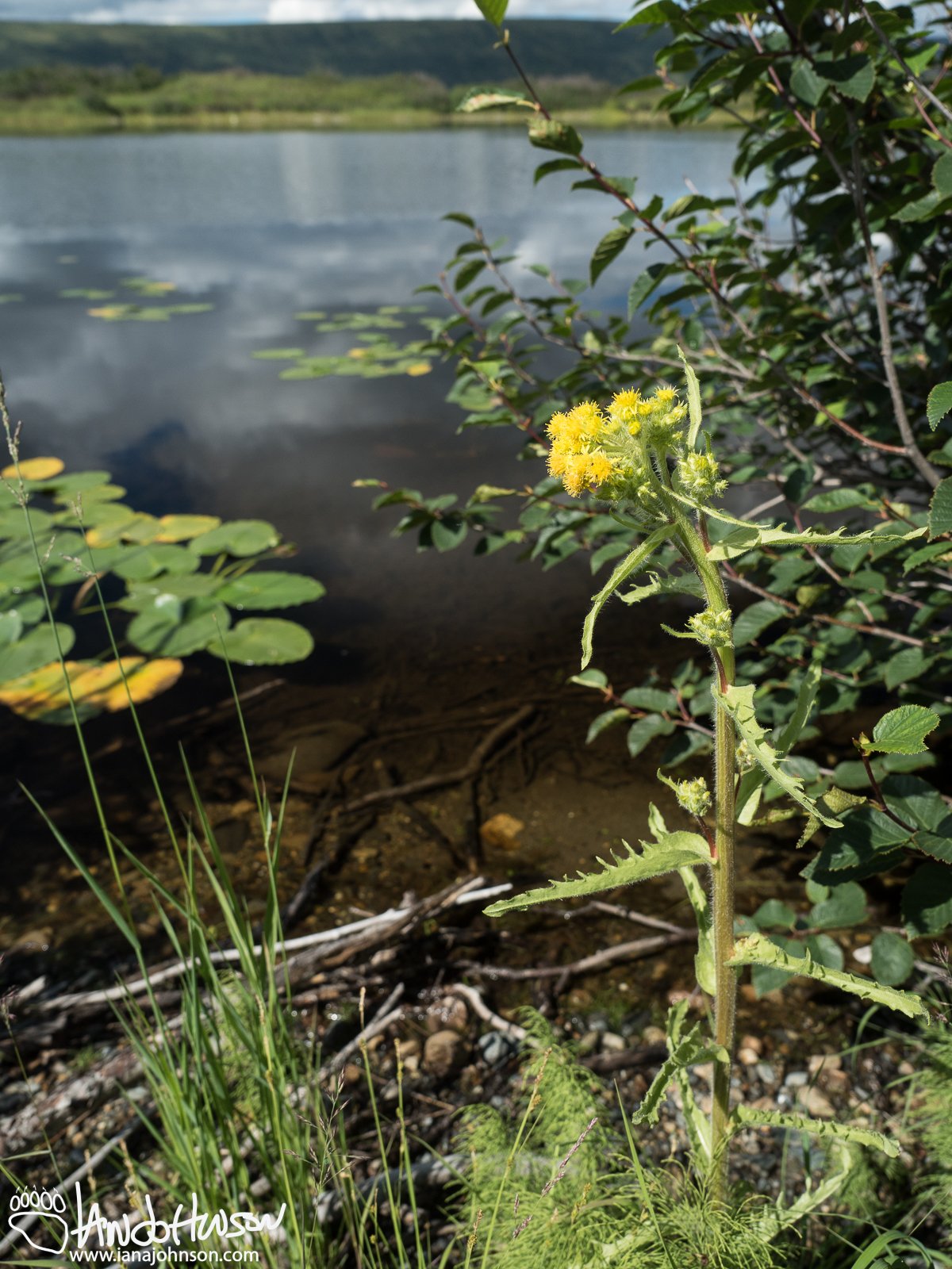 Mastadon Flower (Tephroseris palustris), Denali National Park, Alaska