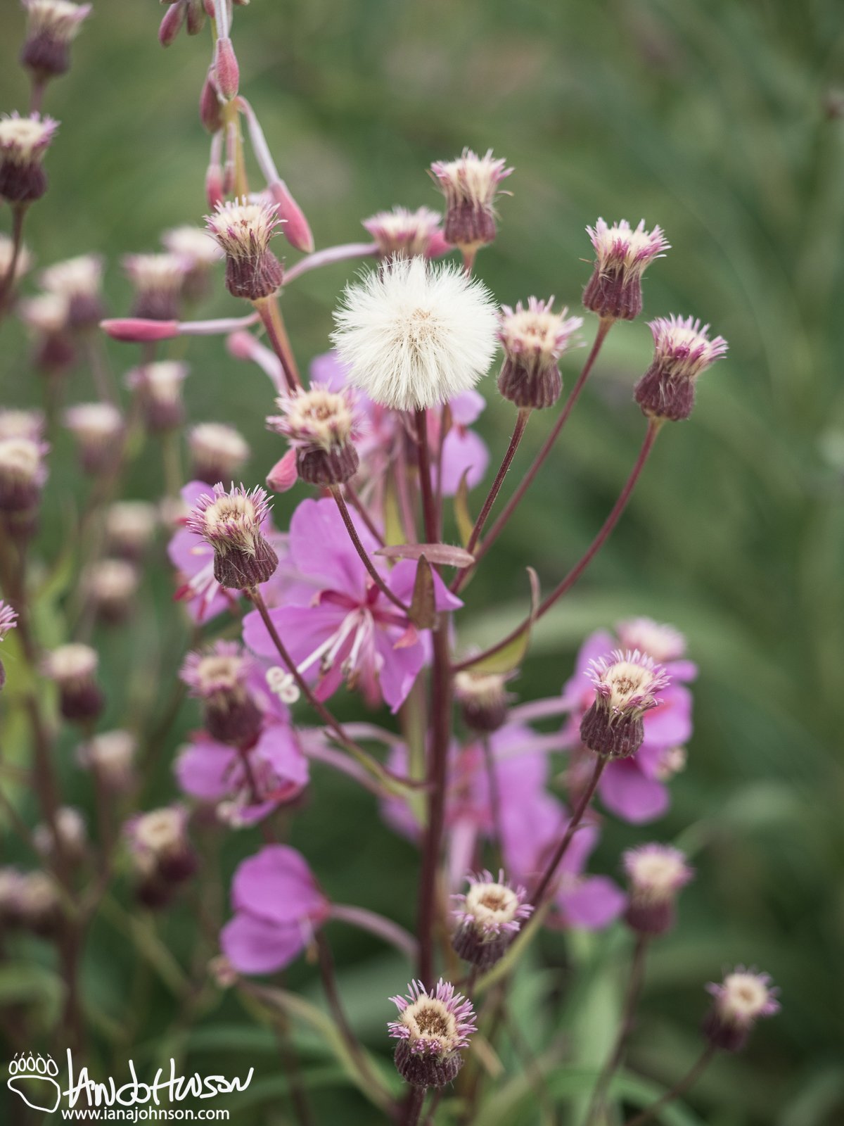 Purple Aster (Aster spp) and Fireweed (Chamerion angustifolium), Denali National Park, Alaska