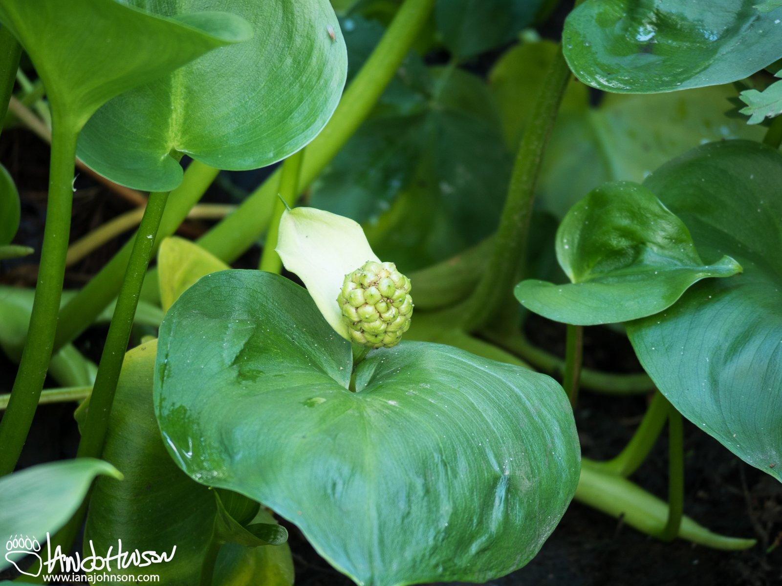 Wild Calla/Water Arum, Water Dragon ( Calla palustris), Creamers Field, Fairbanks, Alaska