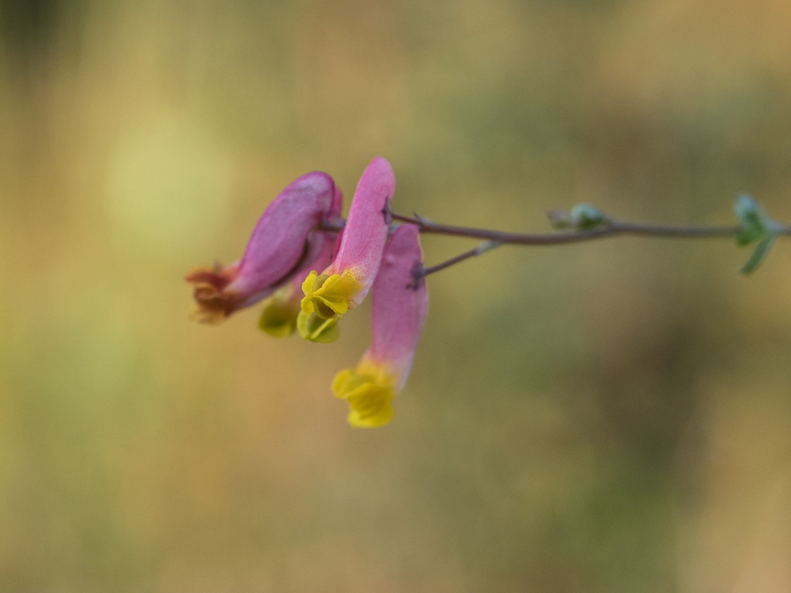 Rock Harlequin (Corydalis sempervirens), Fairbanks, Alaska