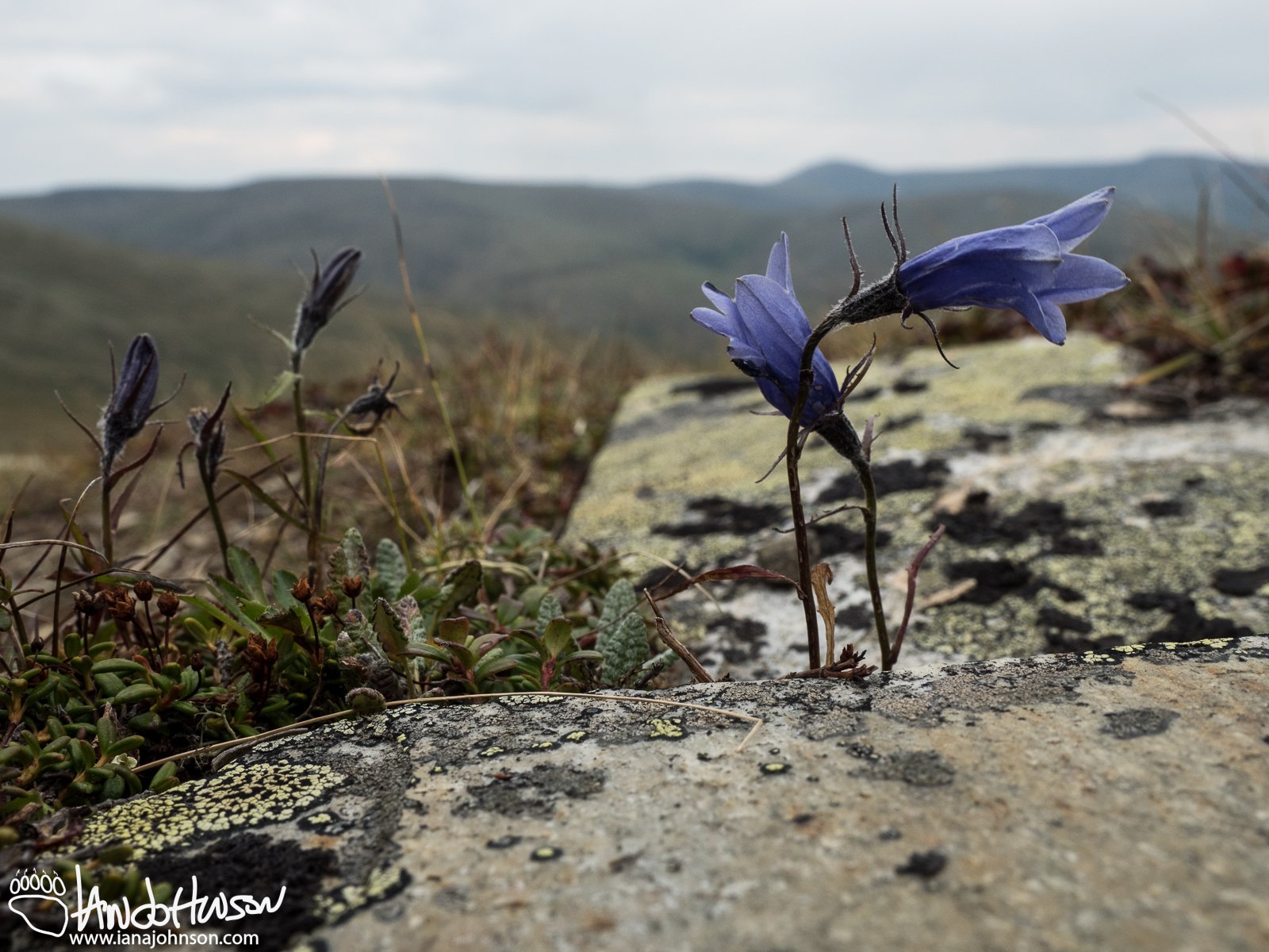 Harebell (Asyneuma), Twelvemile Summit, Alaska, August