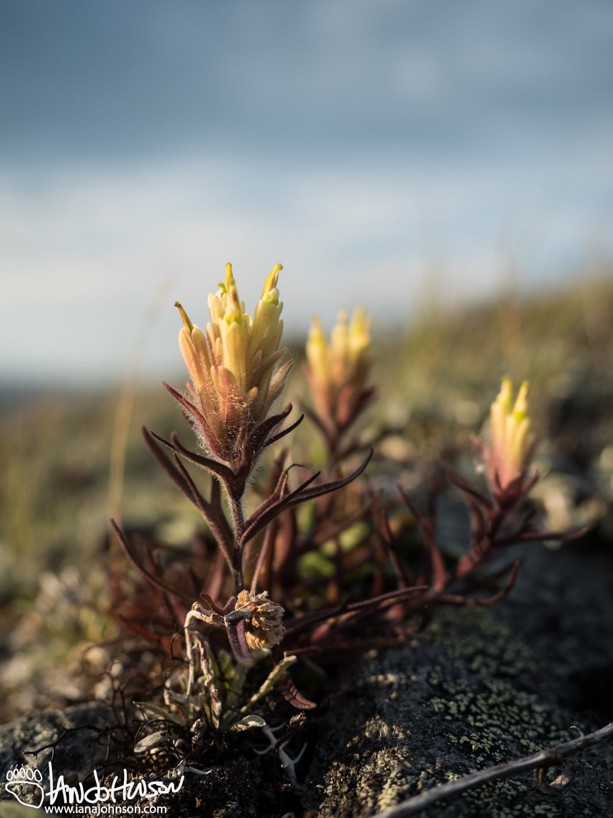 Yellow Paintbrush/ Coastal Paintbrush (Castilleja unalaschensis), Eagle Summit, Alaska, August