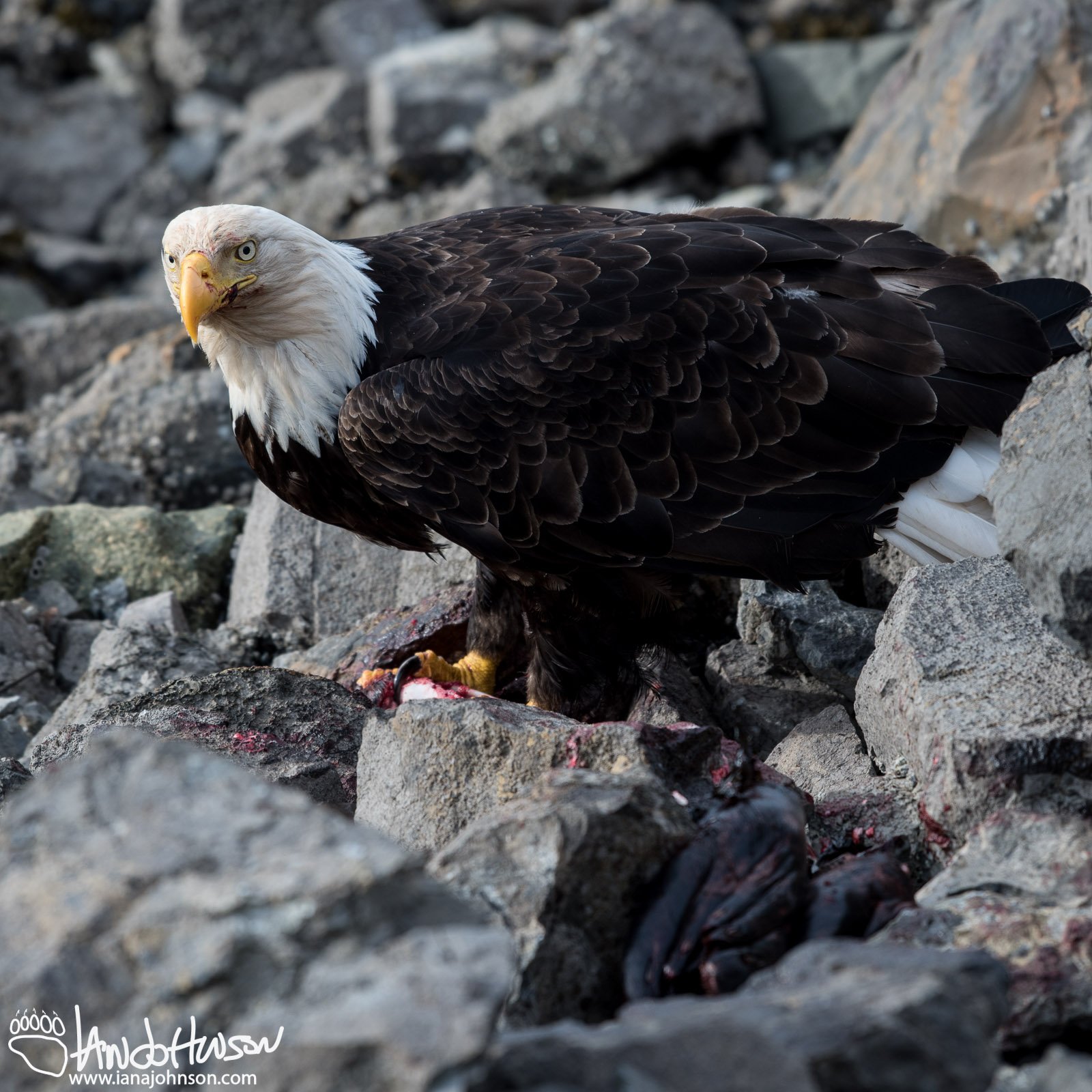 A mature bald eagle feeds on the remains of seal along the shoreline of Icy Strait Point