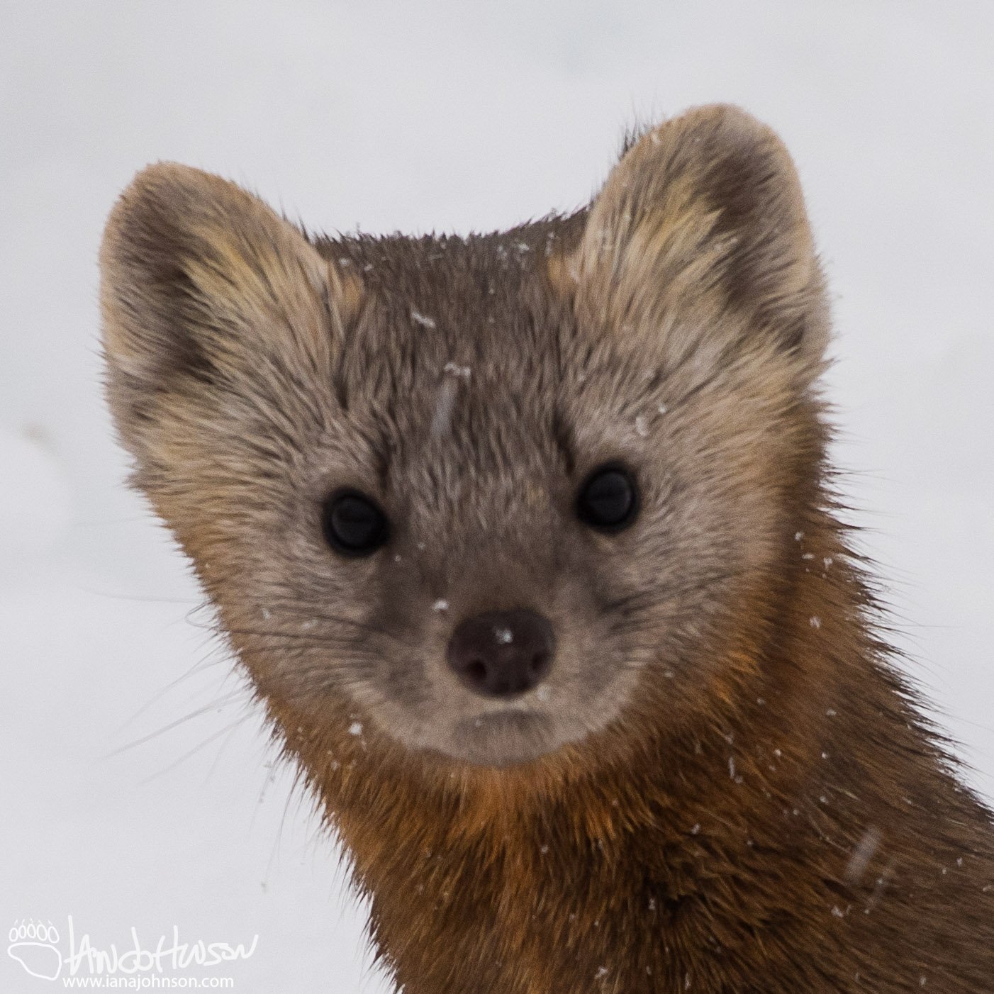 Pine Marten, American Pine Marten, Chichagof Island, Hoonah, Southeast Alaska, Martes americana
