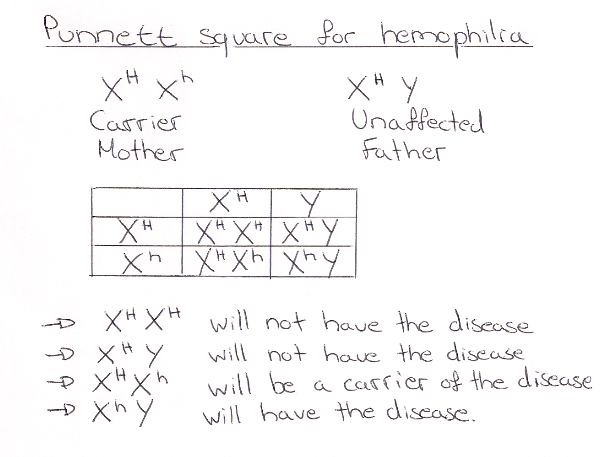 How to know what you don't know. IB Biology Notes - 4.3 Theoretical genetics