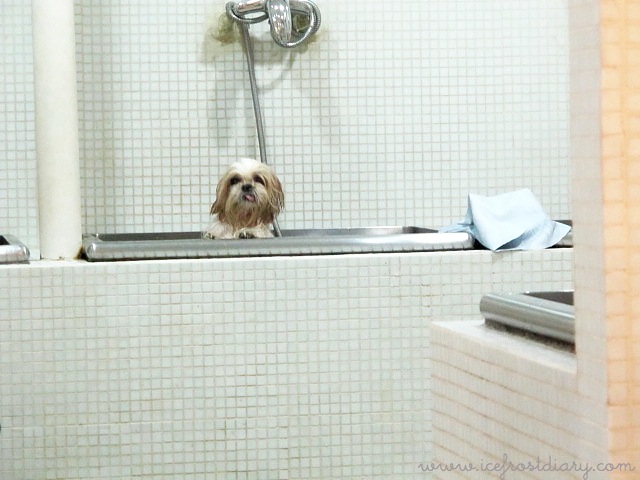 micro bubble bath for dogs