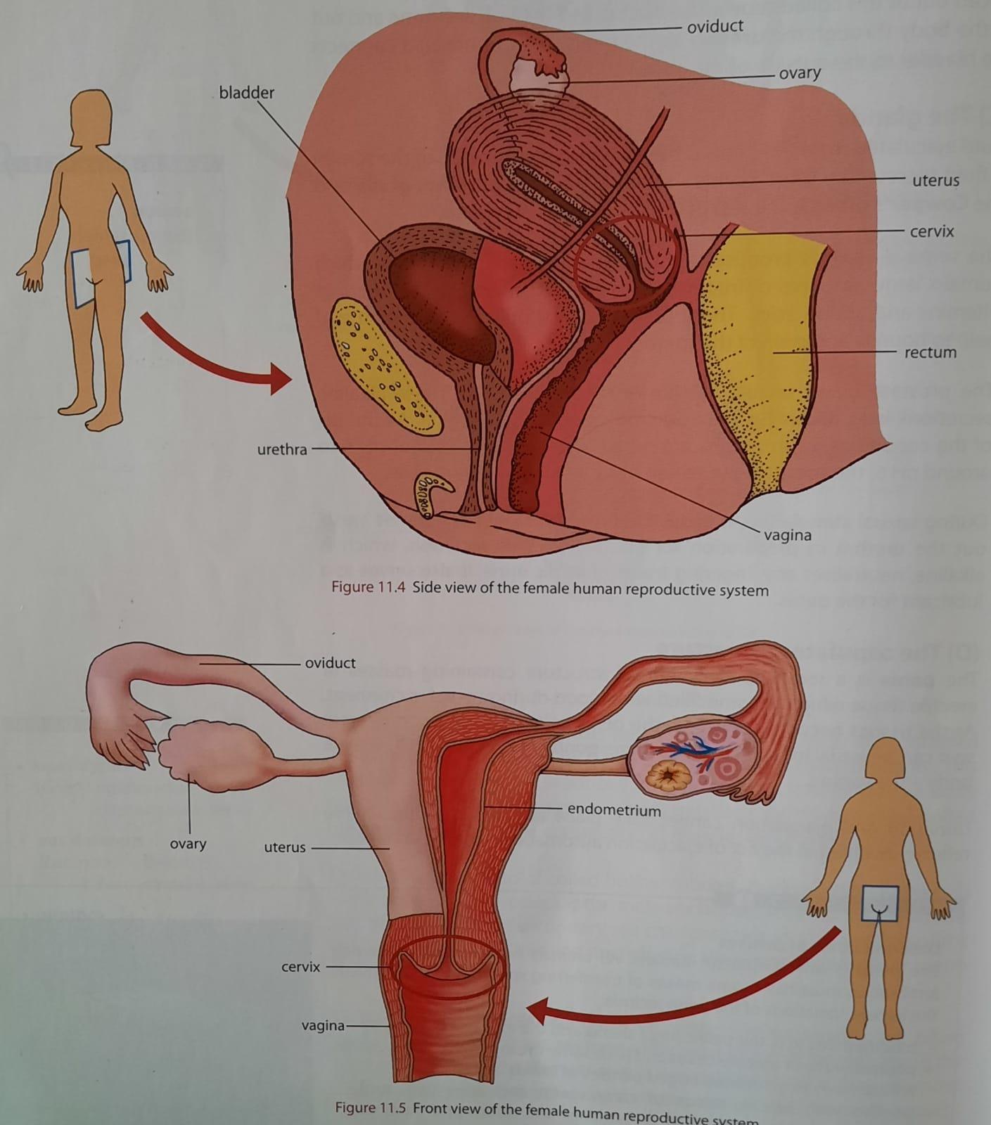 Sebutkan organ organ reproduksi wanita beserta fungsinya - Brainly.co.id