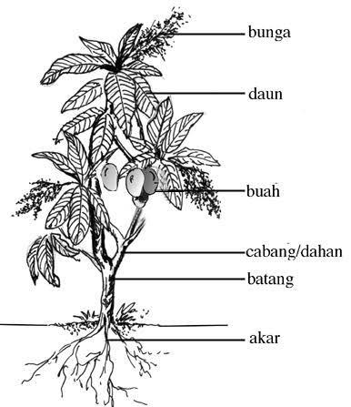 gambarkan pohon mangga lengkap dengan bagian bagiannya - Brainly.co.id
