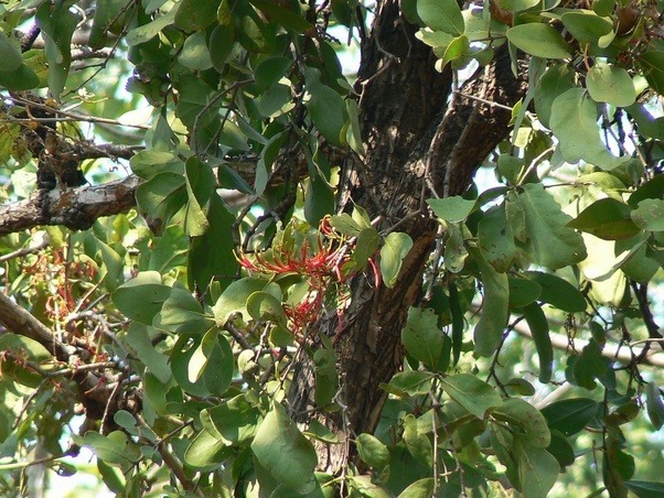 ciri khusus benalu dan fungsinya - Brainly.co.id