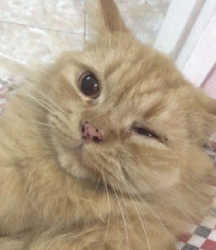 Maaf nanya ini. Tapi saya bingung.. Jadi gejala awalnya bengkak pada pipi  kiri (pipi kanannya - Brainly.co.id