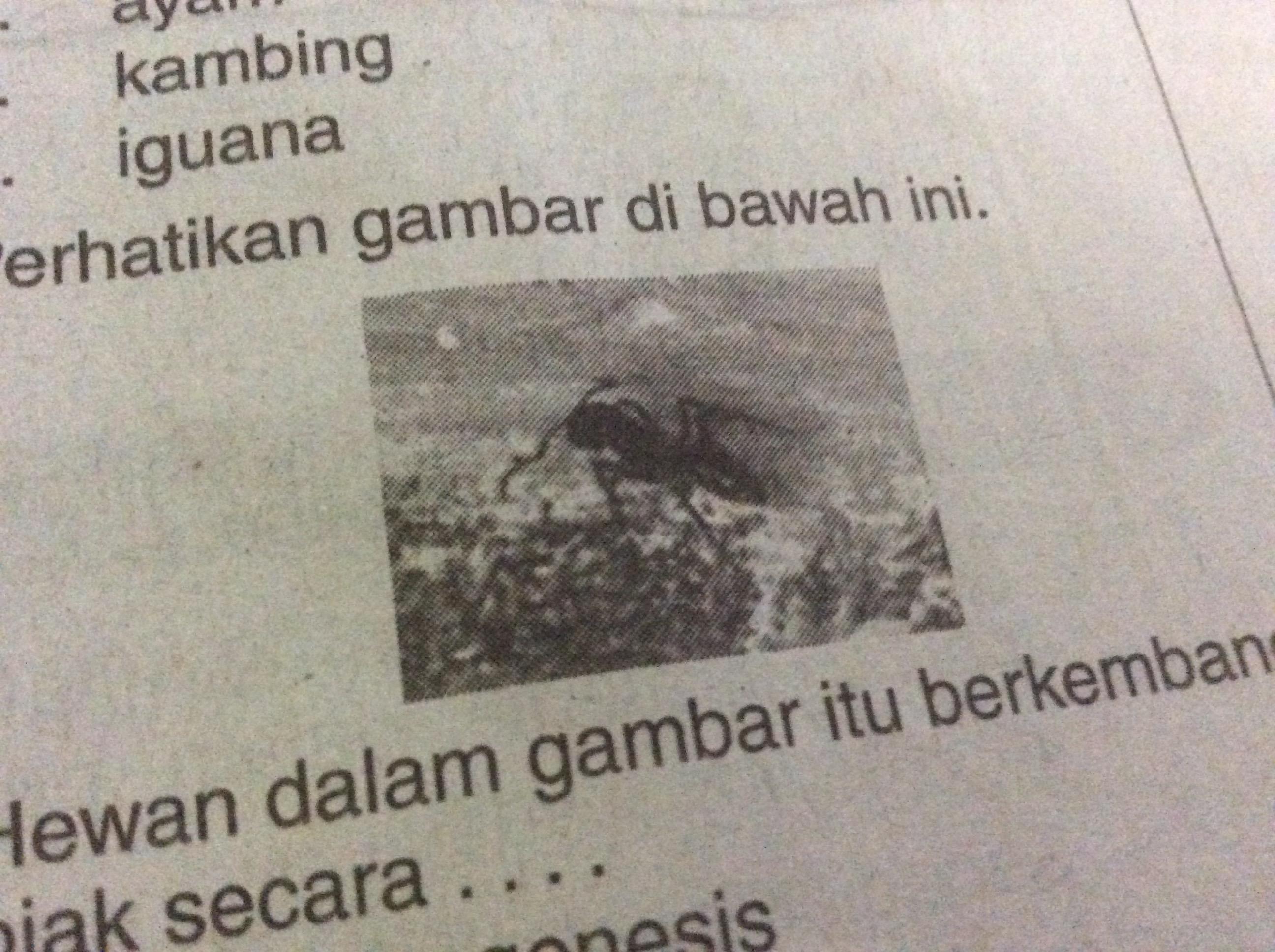 hewan dalam gambar itu berkembang biak dengan cara a partenogenesis b  fragmentasi c generatif d - Brainly.co.id