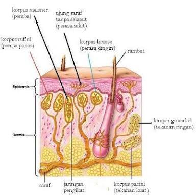 Reseptor untuk rasa sakit pada kulit unjungnya menjorok masuk ke daerah -  Brainly.co.id