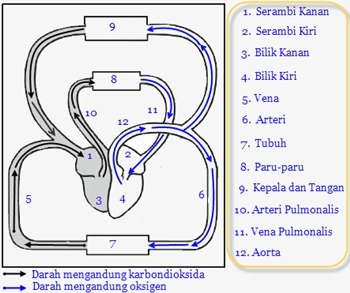 Dimana letak bilik kiri dan serambi kanan pada jantung dan pengertiannya ?  Terimakasih dan - Brainly.co.id