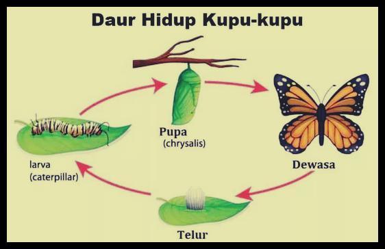 2. Gambarlah Daur Hidup Hewan Yang Mengalami Metamorphosis. Misalnya,Kupu-Kupu , Nyamyu, Dan - Brainly.co.id 364_X_562_png