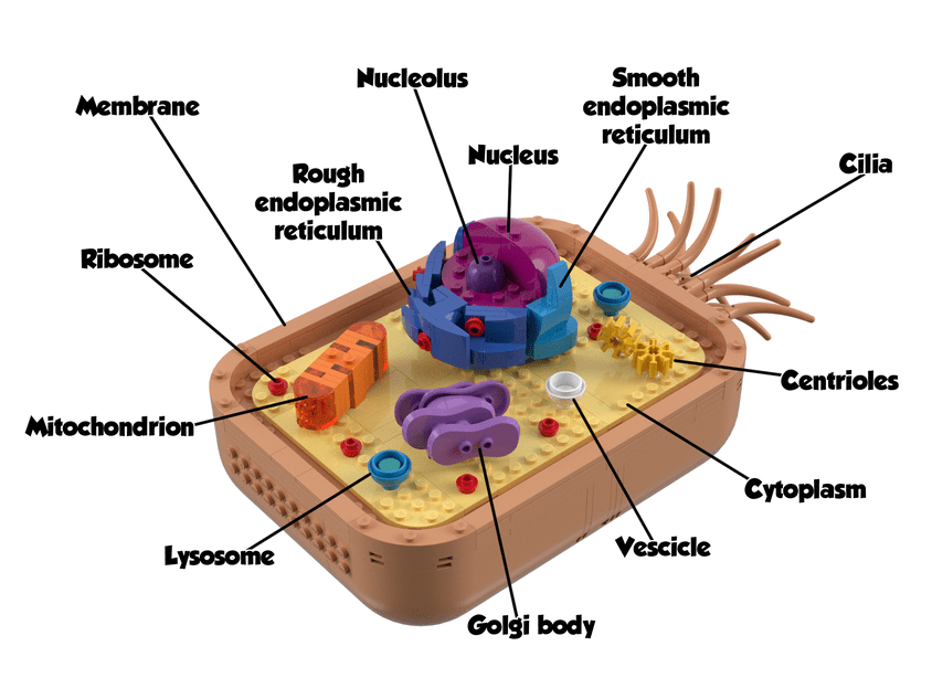 Similarities between plant and animal cells. Lego Ideas Animal Cell