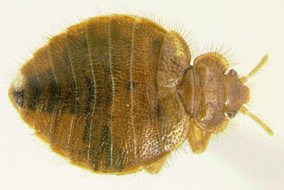 They also both cause itchiness. Bat bug | IdentifyUS