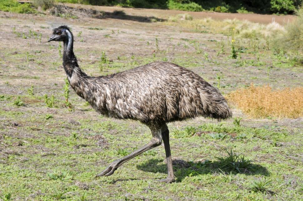 Populasi hewan marsupial ini kebanyakan berada di benua australia. Mengenal Binatang Australia Ids International Design School