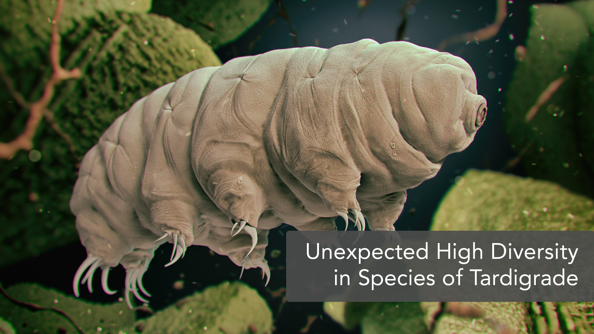 The province includes the mentawai islands off the coast and borders the provinces of north sumatra to the north, riau and jambi to the east, and. New Species Of Tardigrade Identified And Redescribed Iestory