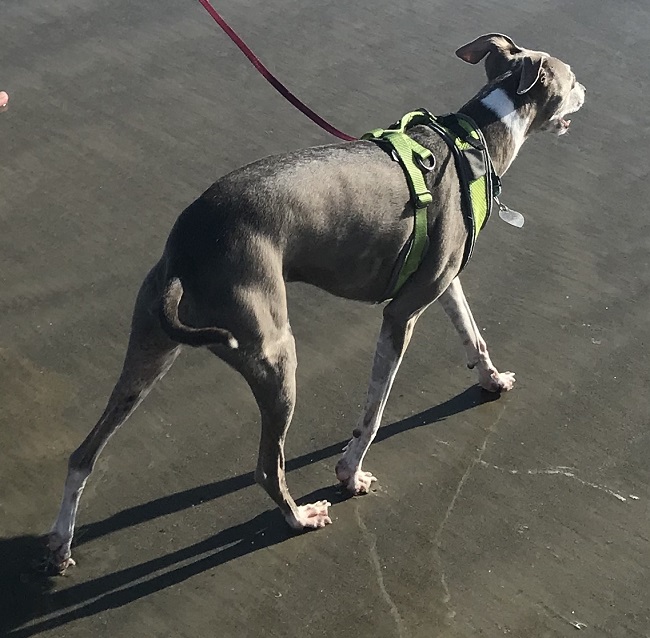 Available Dogs Italian Greyhound Rescue Foundation of Texas and Okalahoma