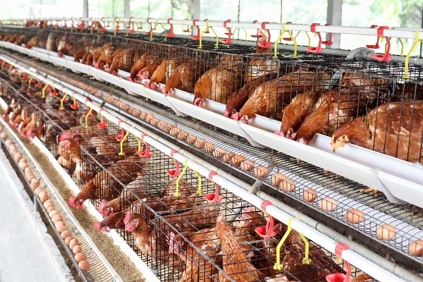 Usaha Ayam Petelur yang Mudah dan Menguntungkan, Wajib Tahu