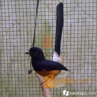 Burung Murai Batu Medan Super Gacor di Tanjung Redeb, Kalimantan Timur |  Jualo.com