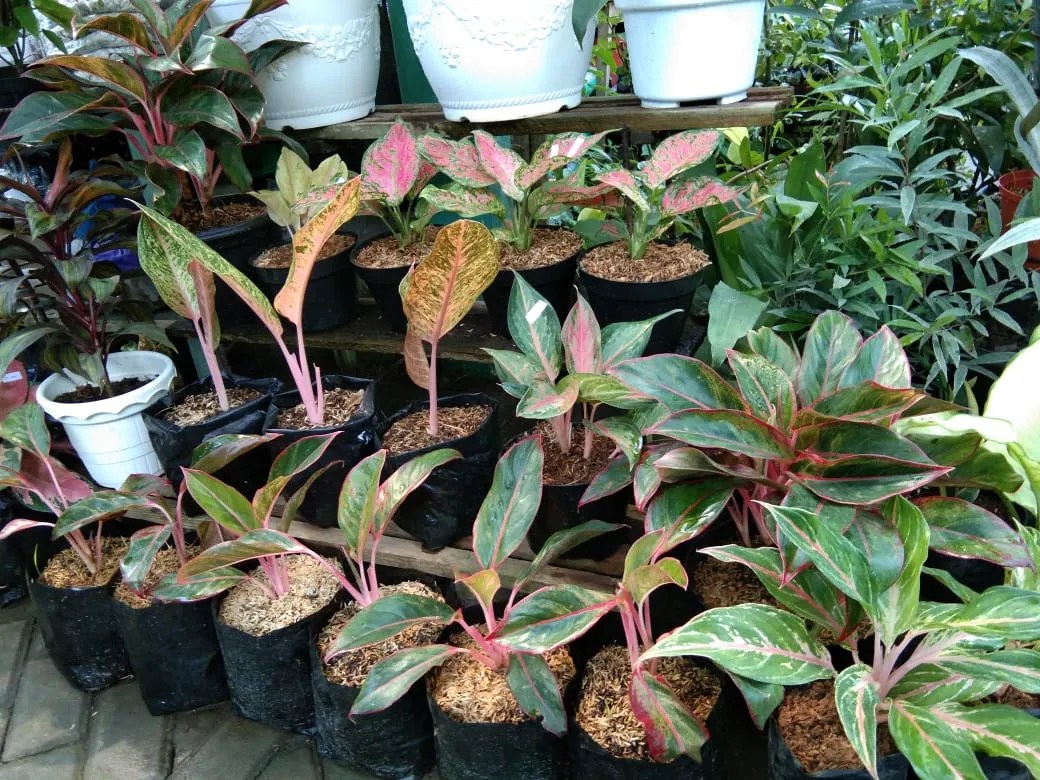 Harga Meroket, Aglaonema Tetap Jadi Buruan Pecinta Tanaman Hias -  jogjaaja.com