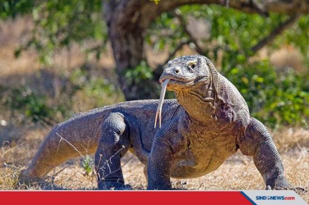 Komodo Betina Bisa Bertelur Tanpa ‘Sentuhan’ Pejantan. Simak Beberapa Fakta  Unik Lainnya - Trenasia.com