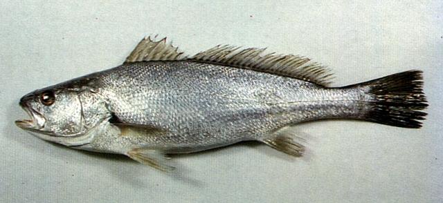 黃姑魚日本日本銀身 Gahzw