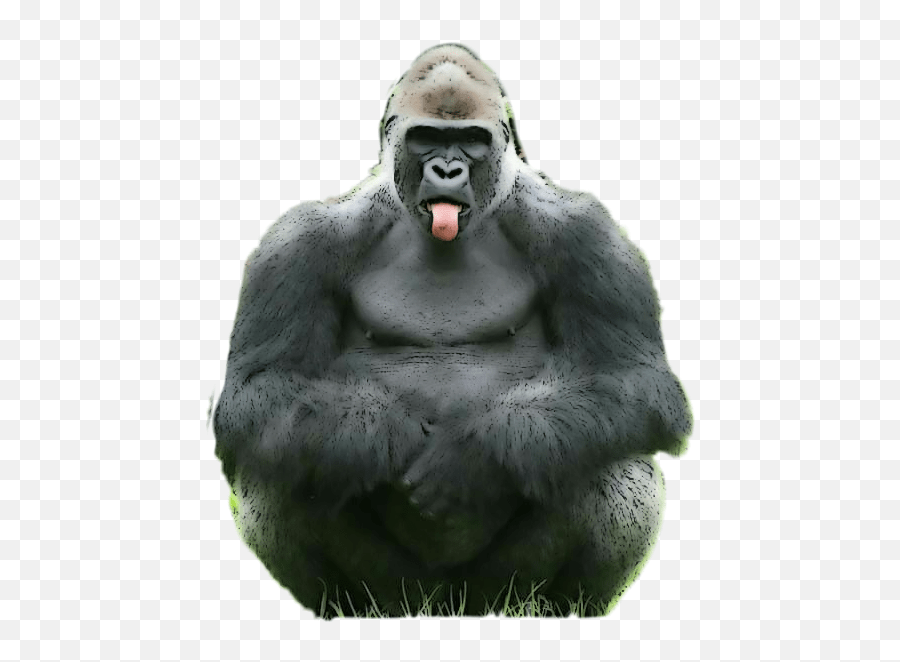 Gorilla Ape Tongue Sticker Gorillas Emoji Gorilla Emoji Free Emoji Png Images Emojisky Com