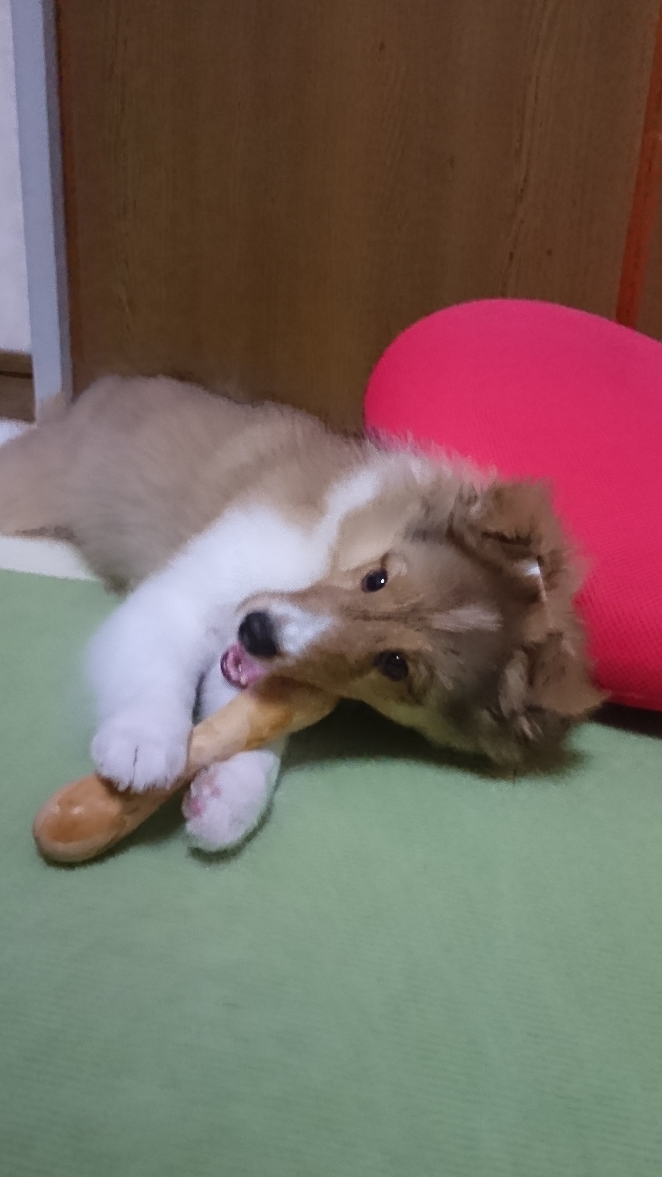 Migavan 犬用 なめるパッド シリコーンペットシャワー用おもちゃ 入浴 グルーミング 壁貼り装置 骨型犬風呂気晴らしおもちゃ舐めパッド用ペット子犬入浴 . Å£ã³ã Ã¬ãã¥ã¼ Ãã§ãã Ç¬ç¨ããã¡ã Ãããç¨åã®éè²©ãµã¤ã Ããã¤ Peppy
