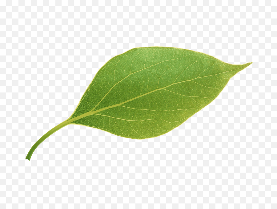 Green leaves · free pngs, stickers, photos, aesthetic backgrounds and wallpapers, vector illustrations and art. Green Leaves Transparent Background Green Leaf Transparent Background Png Leaf Transparent Background Free Transparent Png Images Pngaaa Com