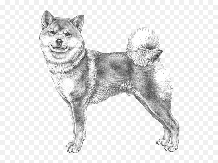 Meet me in the woods tonight. Dog Breed Info Photos Shikoku Png Shiba Inu Transparent Free Transparent Png Images Pngaaa Com