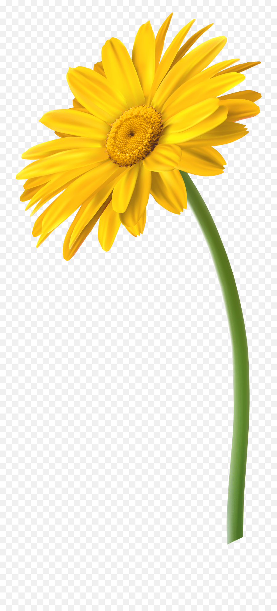 Are you searching for yellow daisy png images or vector? Daisy Png Daisies Clipart Light Yellow Flower Marguerite Yellow Daisy Flower Clipart Daisy Png Free Transparent Png Images Pngaaa Com