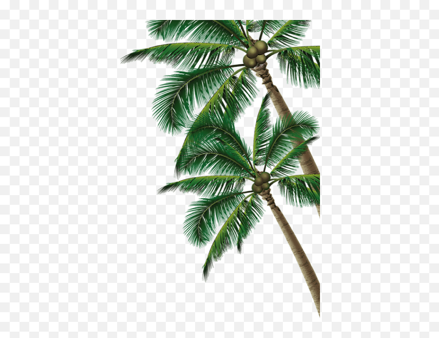 All png & cliparts images on nicepng are best quality. Transparent Background Coconut Tree Transparent Png Coconut Tree Clipart Coconut Tree Png Free Transparent Png Images Pngaaa Com