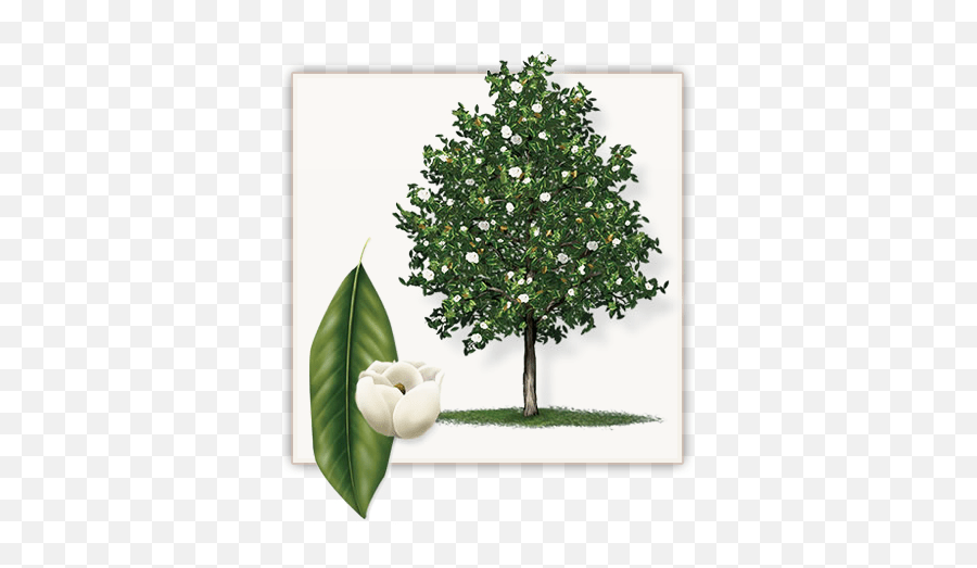 Go to download 453x340, magnolia tree png png image now. Download Little Gem Magnolia Tree This Big Little Gem Magnolia Tree Png Magnolia Png Free Transparent Png Images Pngaaa Com