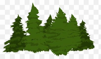 The image resolution is 591x1099 and with no . Free Transparent Pine Tree Png Images Page 1 Pngaaa Com