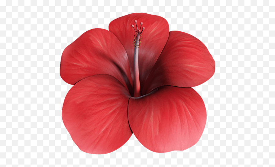 Transparent hibiscus images clipart hawaiian flower svg free hd png download is. Flower Hibiscus 3d Shoeblackplant Png Hawaiian Flower Icon Free Transparent Png Images Pngaaa Com