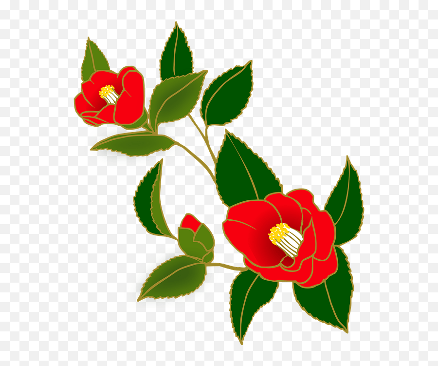 Sakura background with blossom cherry branches hand drawn japanese flowers background, sakura, blossom, drawn png and vector with transparent background for . Camellia Flowers Red Japanese Style Png Japanese Flower Png Free Transparent Png Images Pngaaa Com