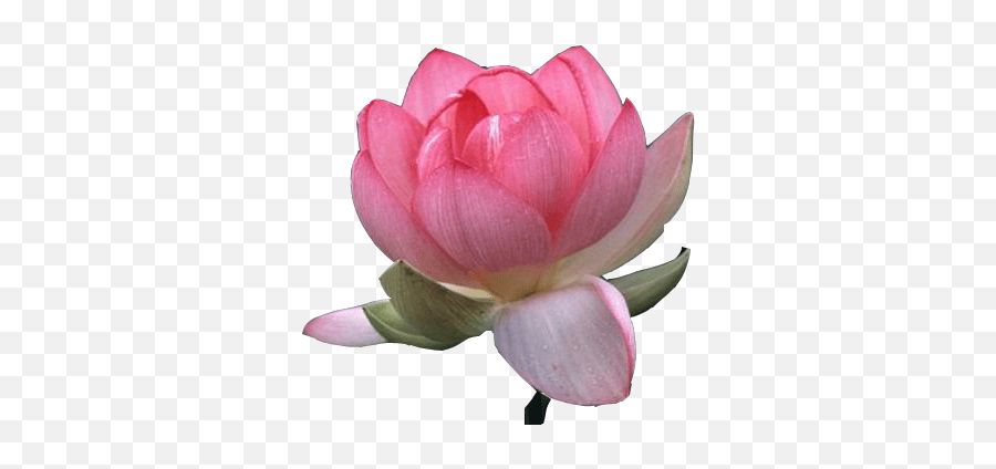 Lotus flower icon, red lotus flower transparent png images free download. Transparent Clipart Image Lotus Flower Png Free Free Lotus Flower Transparent Background Png Lotus Png Free Transparent Png Images Pngaaa Com