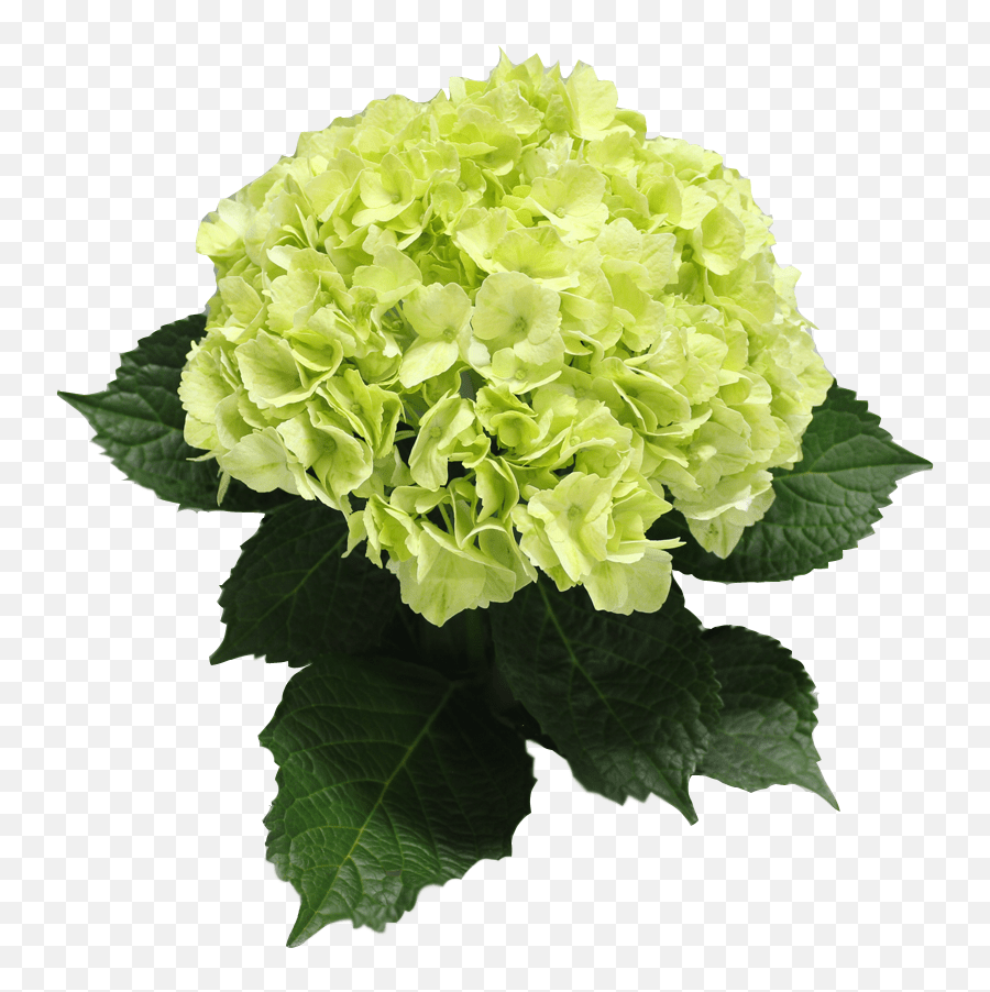 Large collections of hd transparent hydrangea png images for free download. Single Color Box For Natural Hydrangeas Full Or Half Artificial Flower Png Hydrangea Png Free Transparent Png Images Pngaaa Com