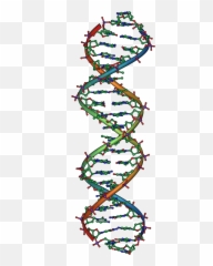 Pin amazing png images that you like. Free Transparent Dna Png Images Page 2 Pngaaa Com