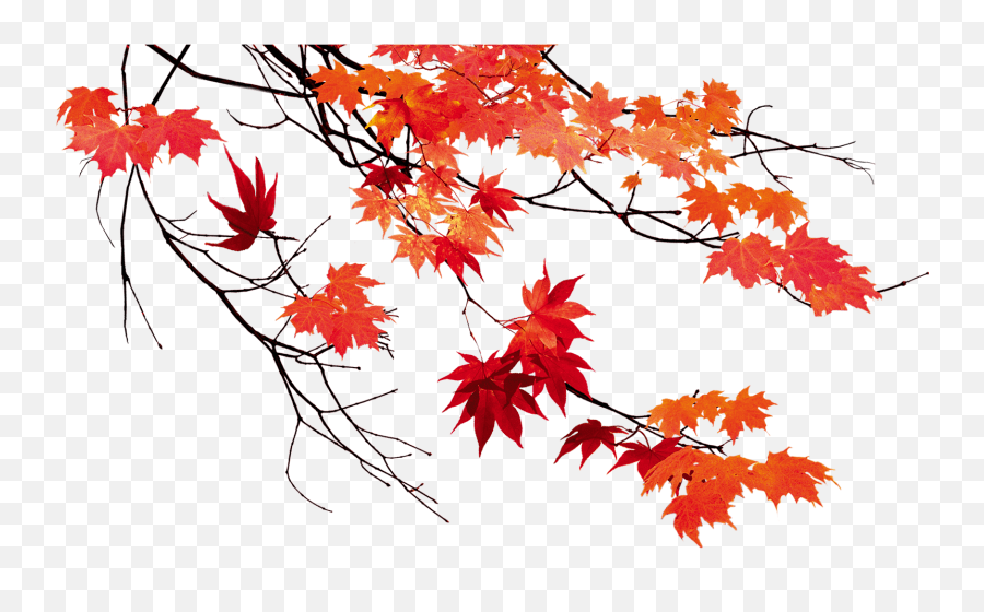 From placemats to wall hangings, there are plenty of free pumpkin patterns to make and sprinkle … Autumn Leaves Beautiful Maple Leaf Autumn Leaves Png Autumn Leaves Png Free Transparent Png Images Pngaaa Com