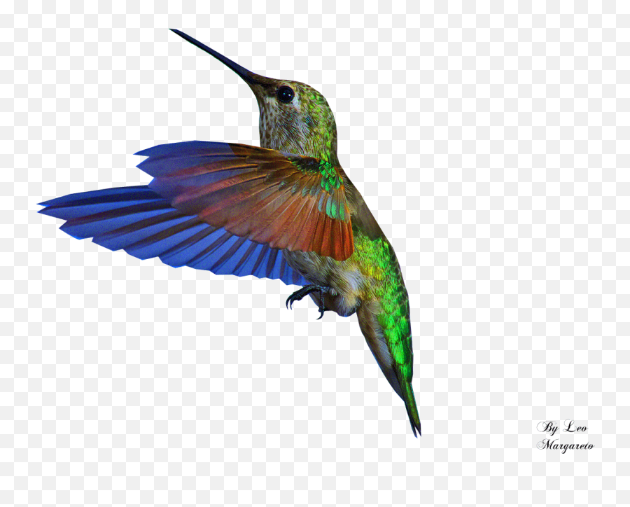 Parrot Clipart Animation Bird Gif Transparent Background Png Parrot Transparent Background Free Transparent Png Images Pngaaa Com