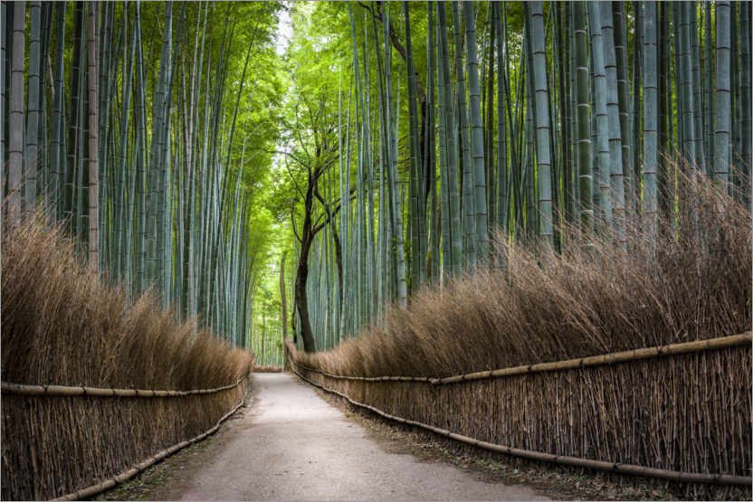 Located in the village of sagano on the west side of the city, the path through the arashiyama bamboo grove . Arashiyama Bamboo Forest By Jan Christopher Becke As A Print Or Poster Posterlounge